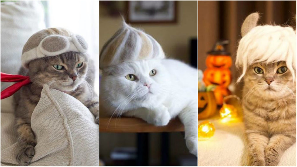 Γάτες με καπέλο; Δείτε τι έκανε ζευγάρι Ιαπώνων για τα κατοικίδιά τους