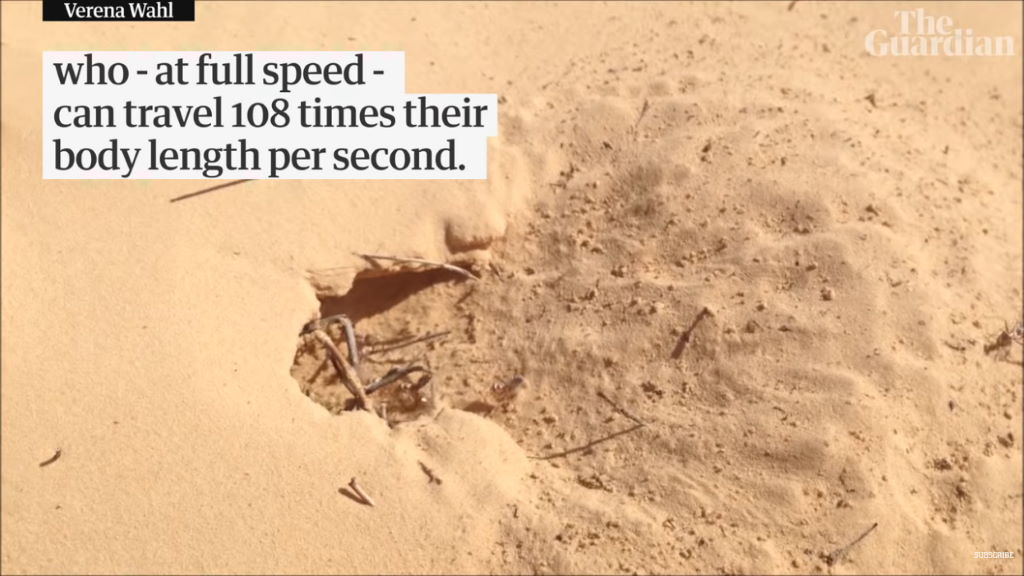 Το πιο γρήγορο μυρμήγκι στον κόσμο