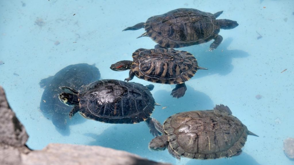 Ρωσία: “Βάφτισαν” τις χελώνες… λάχανα