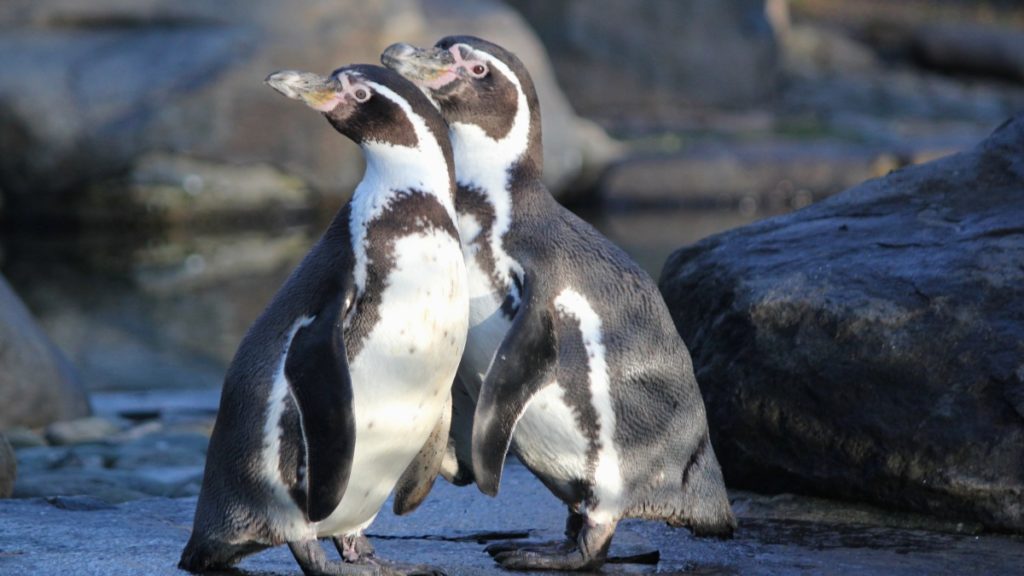Πολωνία: Ένας πιγκουίνος «κλέβει» την παράσταση σε ζωολογικό κήπο