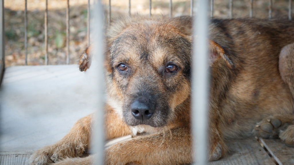 Δυσάρεστα κι ανησυχητικά τα στοιχεία για την κακοποίηση ζώων στην Ελλάδα