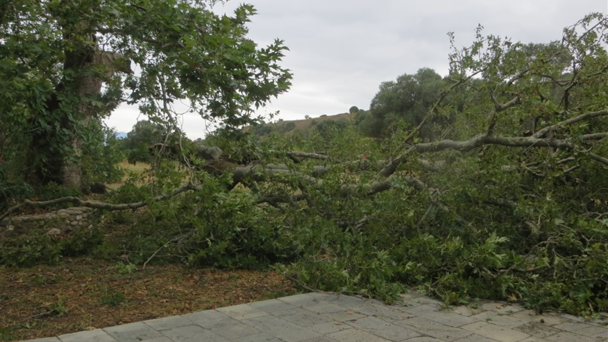 Χαλκιδική: Συνεχίζονται οι εργασίες αποκατάστασης της ηλεκτροδότησης