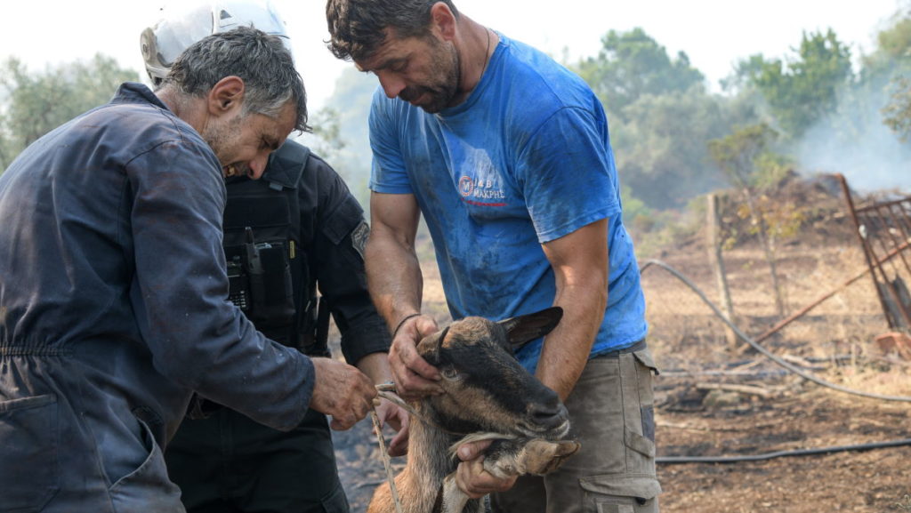 Εύβοια: Η συγκινητική διάσωση ζώων από τους δασοπυροσβέστες