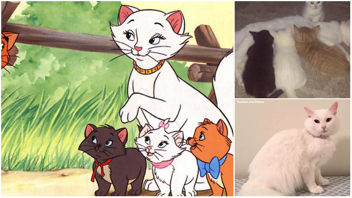 Μια λευκή γάτα γέννησε τα ίδια γατάκια με τις “Αριστόγατες” του Disney!