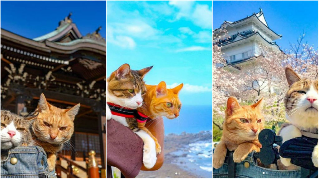 Δύο γάτες έχουν γυρίσει όλη την Ιαπωνία με τον ιδιοκτήτη τους