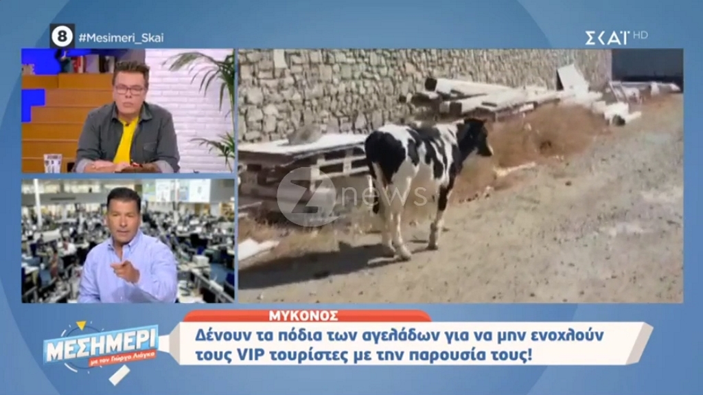 Μύκονος: Δένουν τα πόδια των αγελάδων για να μην ενοχλούν… τους VIP τουρίστες