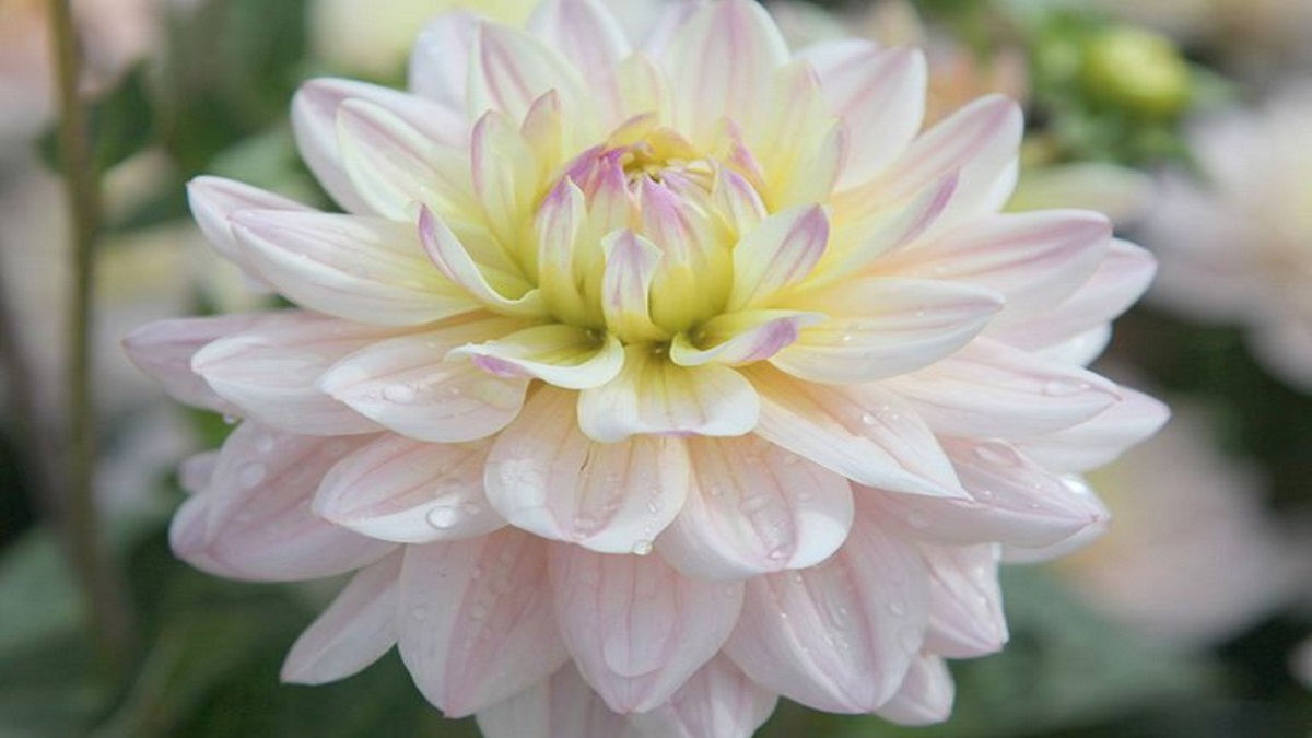 Το λουλούδι που έχει αφιερωθεί στη μνήμη της Πριγκίπισσας Diana