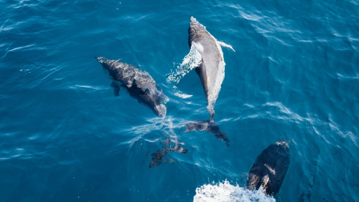 Ο εκπληκτικός χορός των δελφινιών στην Πύλο – Βίντεο