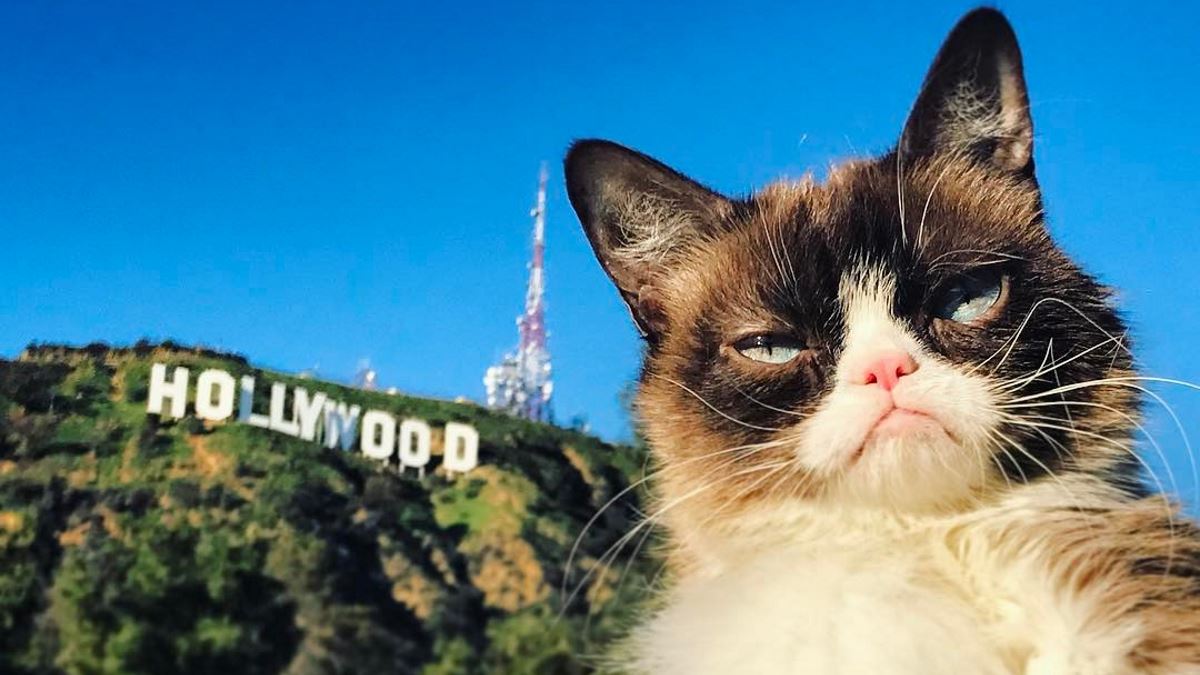 Grumpy Cat: Πέθανε η πιο αξιαγάπητη “γκρινιάρα” γάτα του κόσμου
