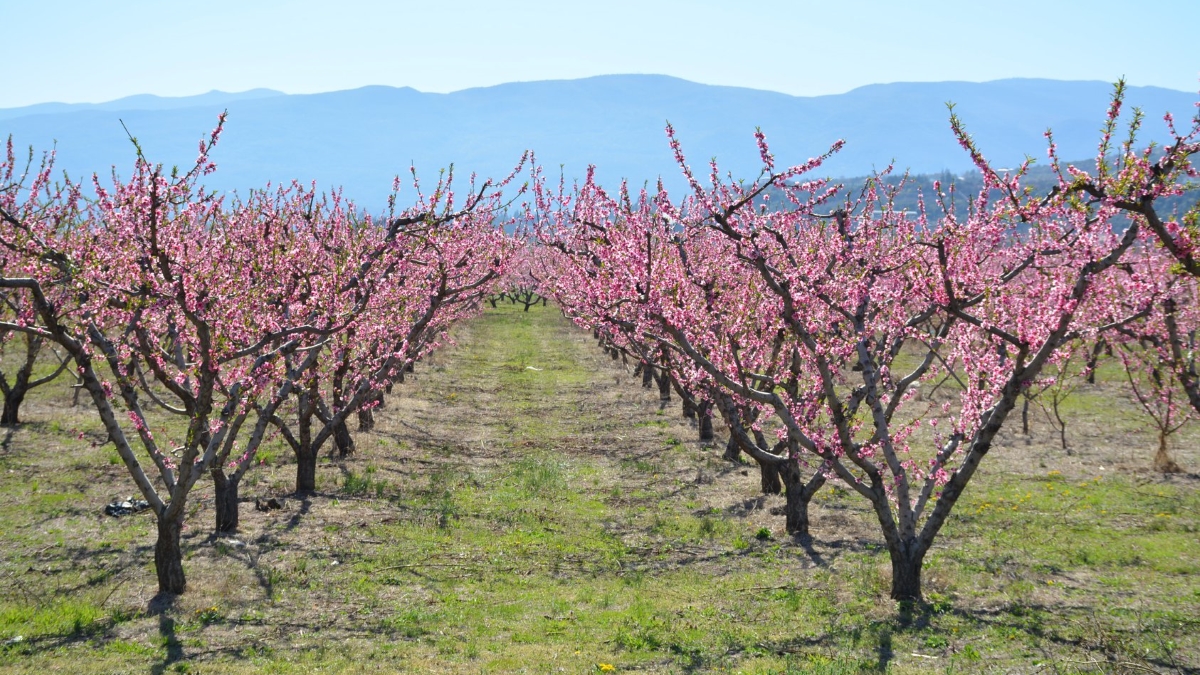 Ανθισμένες κερασιές στην Ιαπωνία; Ανθισμένες ροδακινιές στην Ημαθία!