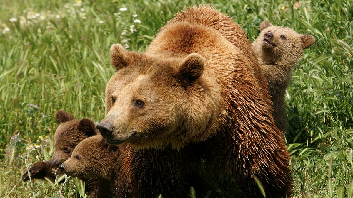 Φλώρινα: Η βόλτα μιας οικογένειας καφέ αρκούδων