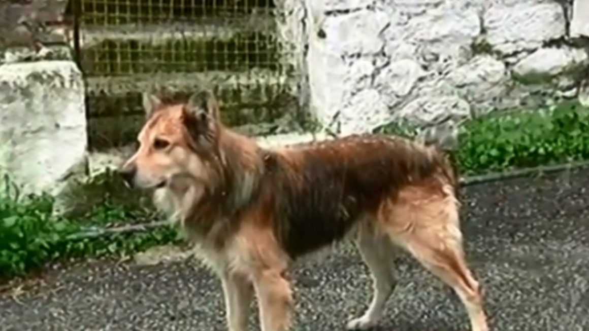 Νέα κτηνωδία στην Κρήτη: Πυροβόλησαν σκύλο και ακρωτηριάστηκε το ένα του πόδι