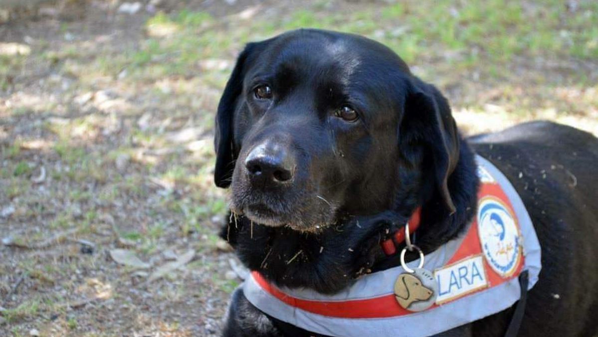 Συγκίνηση για το θάνατο της Λάρας, του πρώτου σκύλου-οδηγού τυφλών