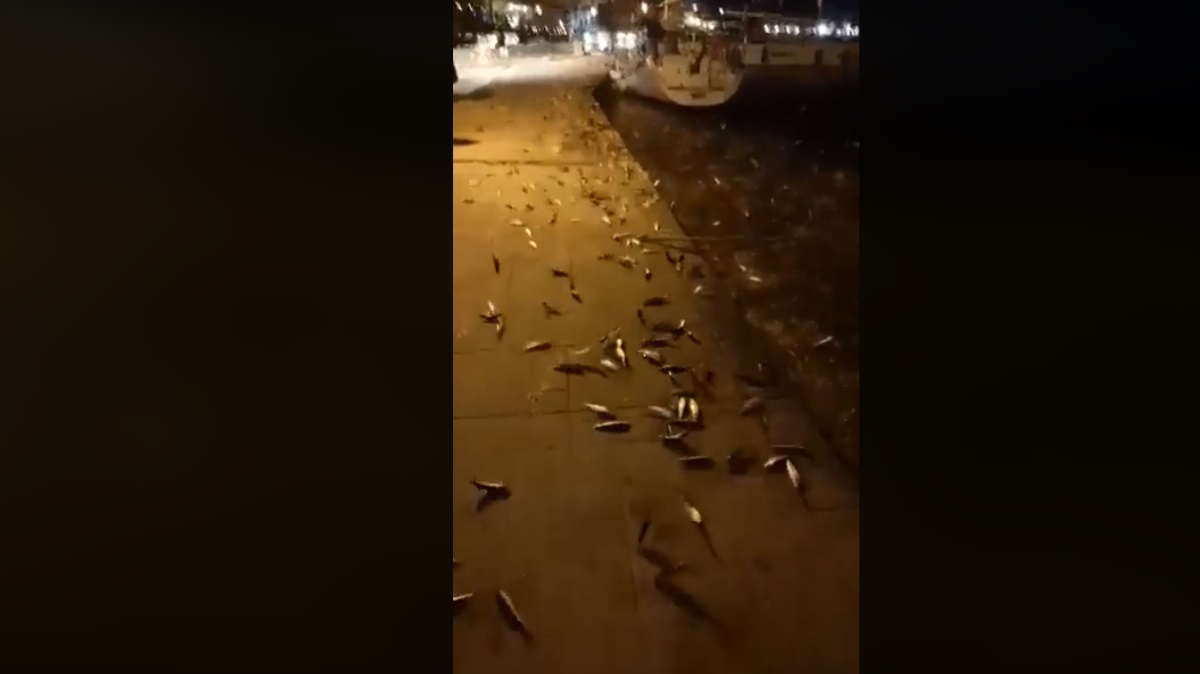 Απίστευτο θέαμα στην Πρέβεζα: Πήδηξαν τα ψάρια στη στεριά