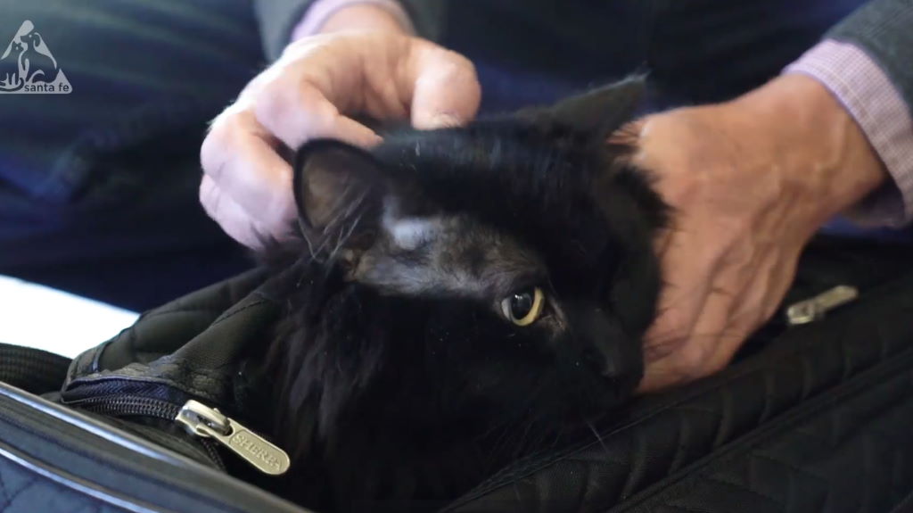 Γάτος ξαναβρήκε το αφεντικό του μετά από 5 χρόνια και 1900 χιλιόμετρα