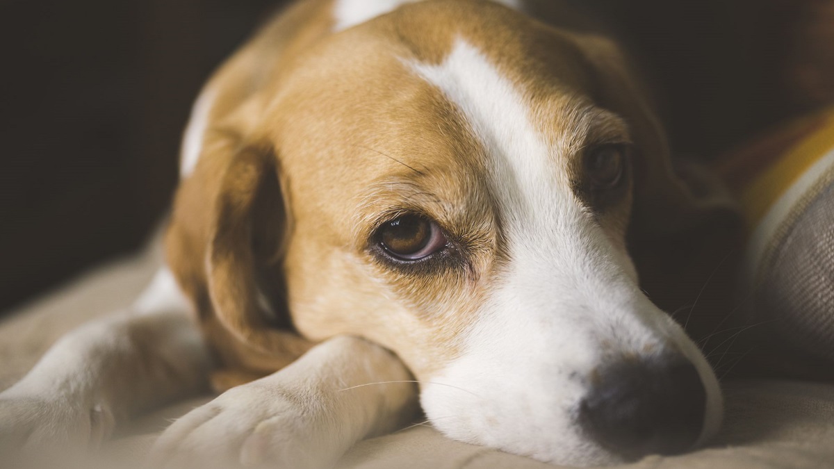 Φλώρινα: Δηλητηριάστηκαν τέσσερα σκυλιά από φόλα