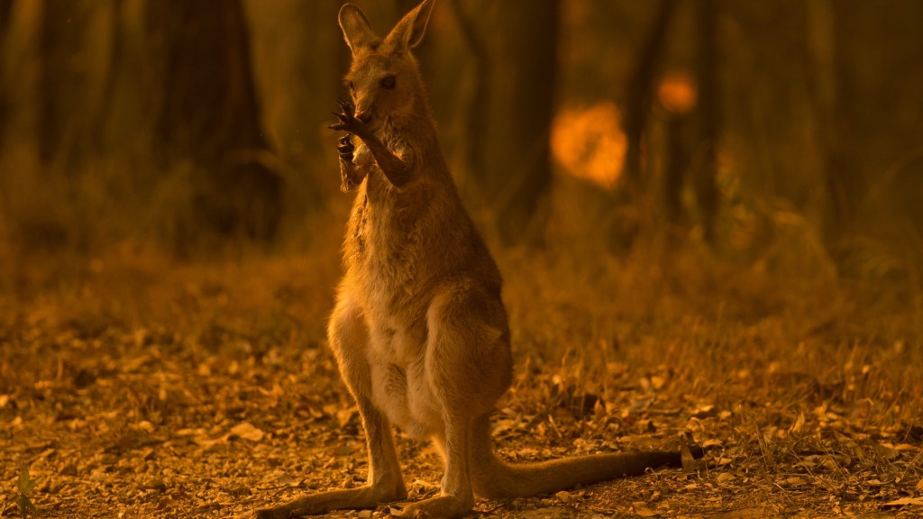Αυστραλία: Πάνω από ένα δισεκατομμύριο ζώα πέθαναν από τις πυρκαγιές