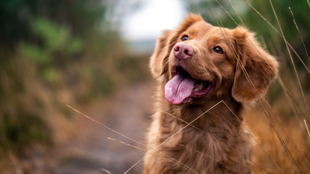 Αγγελία στη Μύκονο: Ψάχνουν άνθρωπο για dog sitting με αμοιβή 1000 ευρώ
