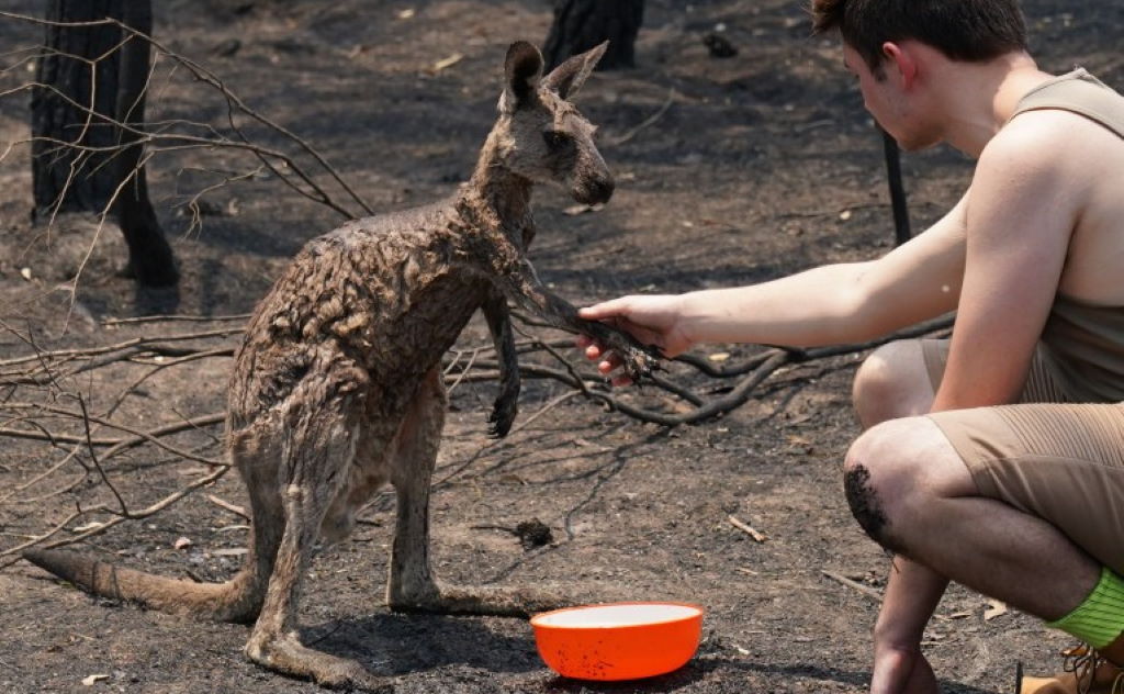 Αυστραλία: Καμένο καγκουρό ζητά νερό από νεαρό αγόρι