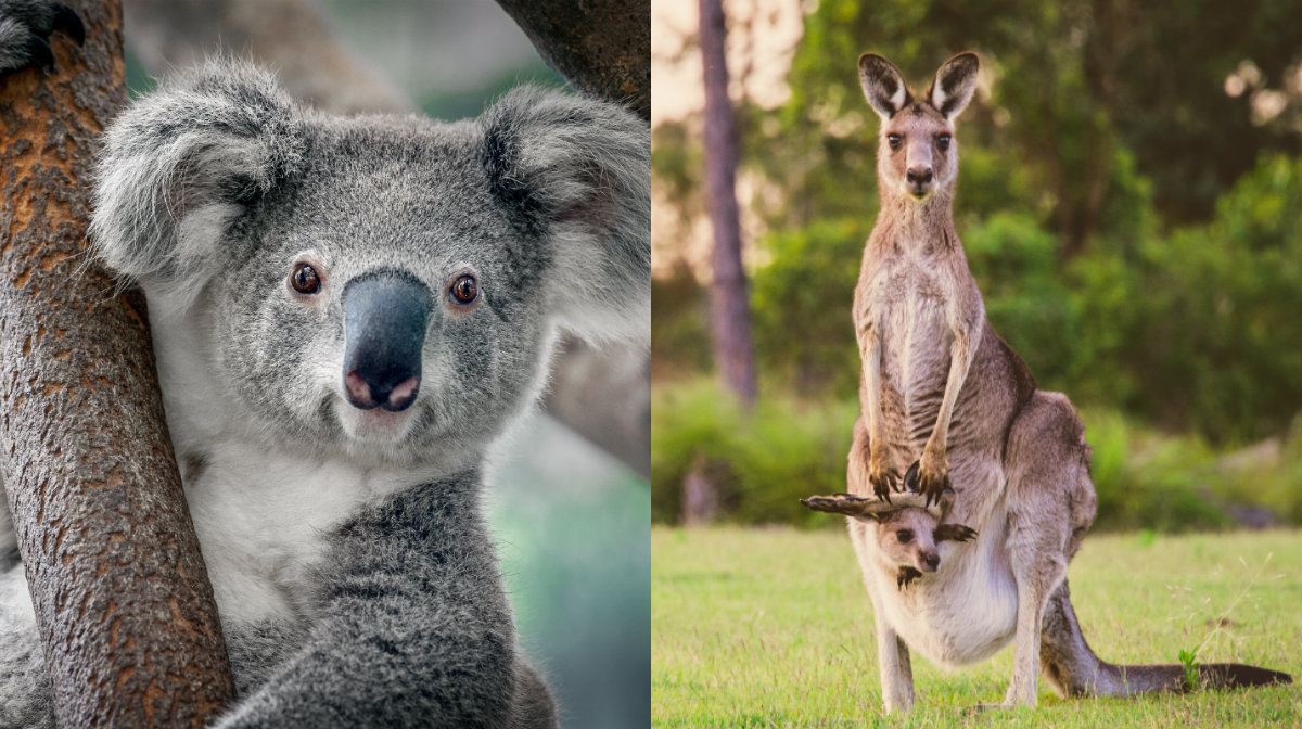 Κοάλα – Καγκουρό: Τι γνωρίζουμε για τα μαρσιποφόρα “ξαδελφάκια” που δοκιμάζονται στην Αυστραλία;