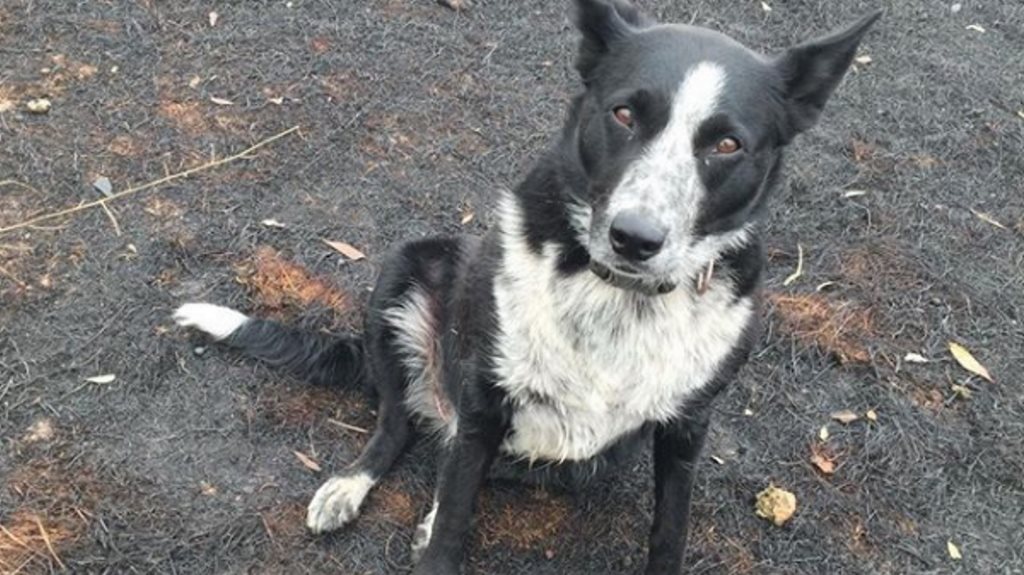 Αυστραλία: Σκυλίτσα-ηρωίδα έσωσε κοπάδι με πρόβατα από τη φωτιά