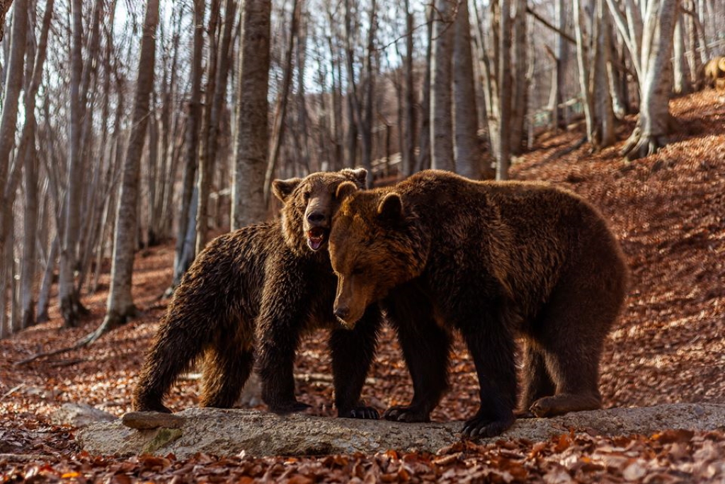 TikTok: Αρκουδάκια κάνουν βόλτες στο Μέτσοβο