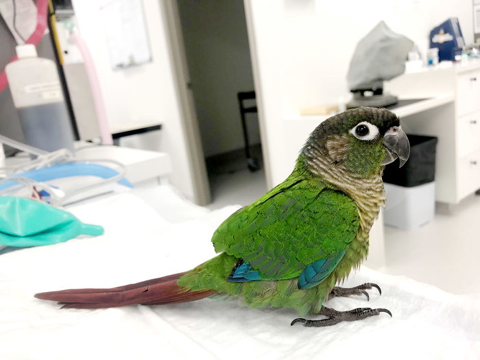Κτηνίατρος στην Αυστραλία έδωσε νέα ζωή σε παπαγάλο με προσθετική φτερών!