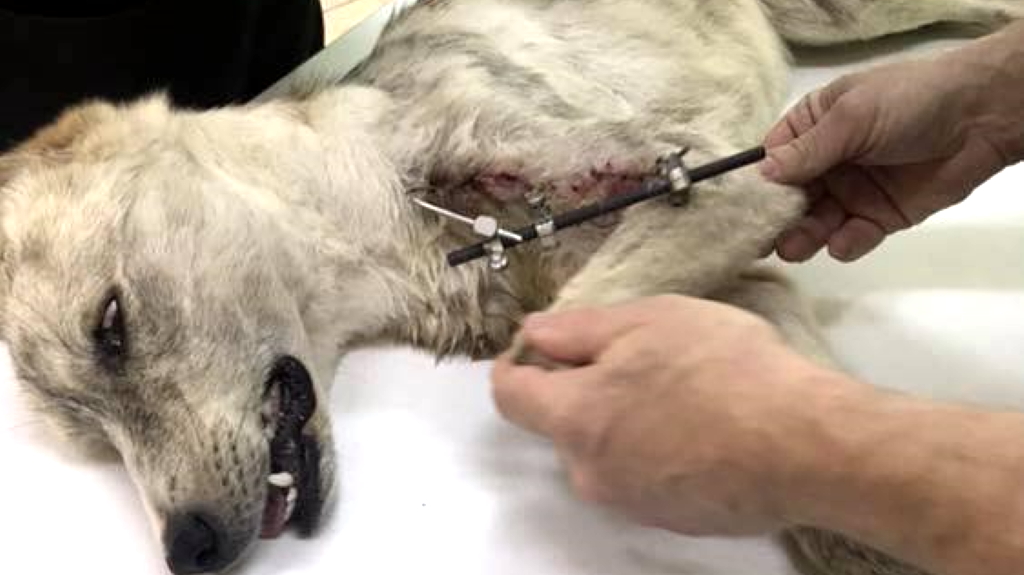 Θεσπρωτία: Φυλακή και χρηματικό πρόστιμο για άνδρα που κακοποίησε σκυλίτσα