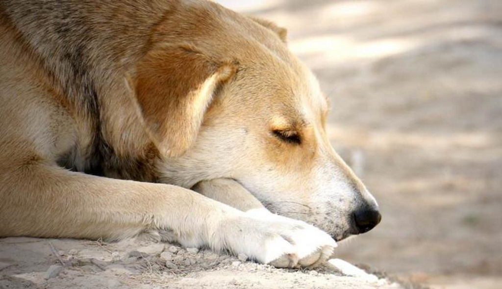 Συνελήφθη η ασυνείδητη οδηγός που πάτησε εν ψυχρώ σκύλο στο Ηράκλειο Κρήτης