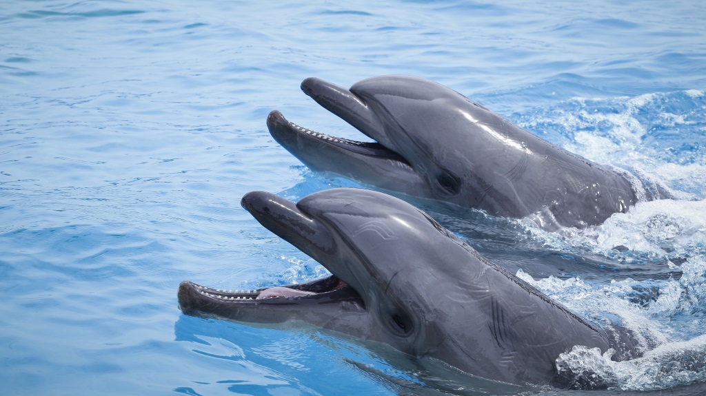 Θεσσαλονίκη: Δελφίνια εμφανίστηκαν στον Θερμαϊκό Κόλπο!