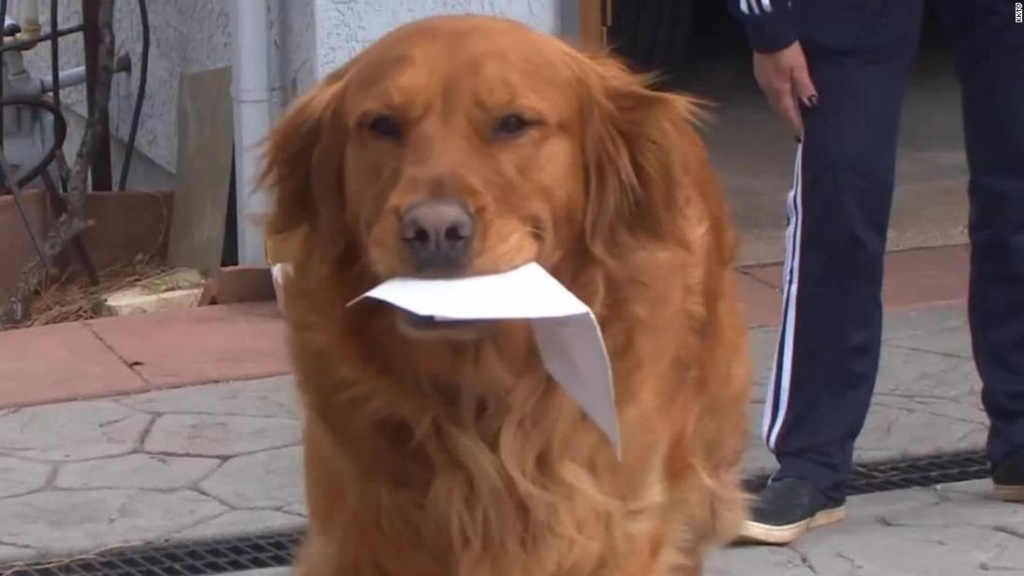 Ο σκύλος από το Colorado που παραδίδει στη γειτόνισσά του τρόφιμα στην καραντίνα