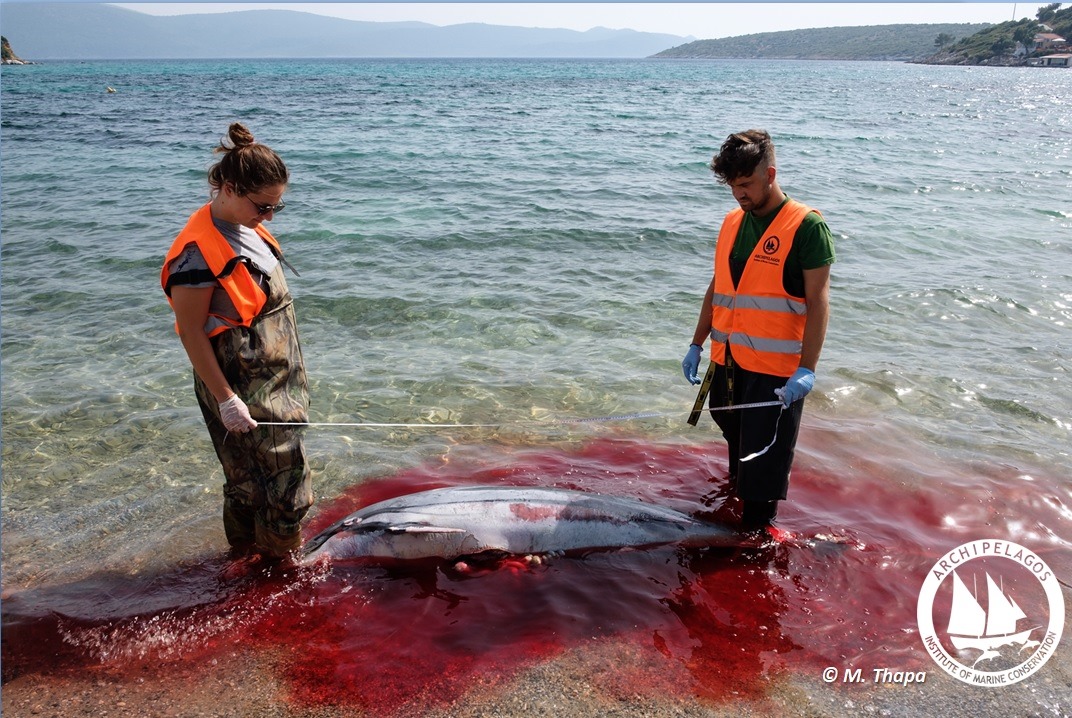 Σοκαριστικές εικόνες από τις δολοφονίες θαλάσσιων θηλαστικών στο Αιγαίο