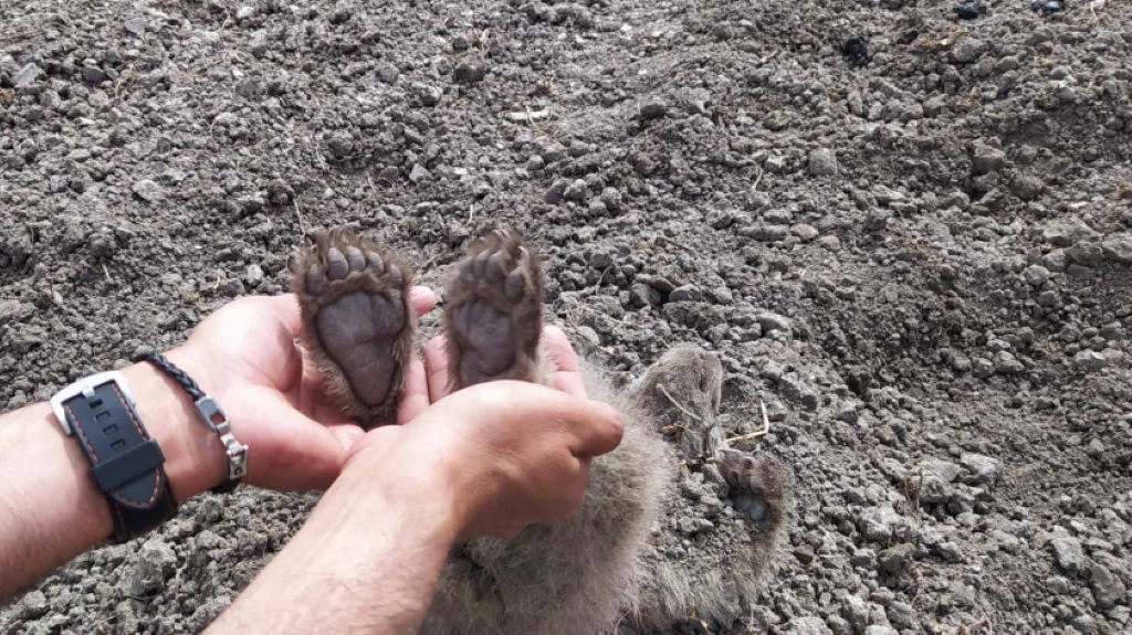 Καστοριά: Νεκρά δύο μικρά αρκουδάκια – Μελετάται το πώς βρέθηκαν