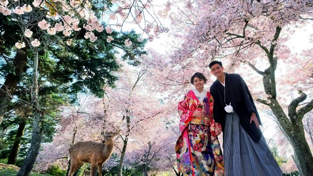 Ιαπωνία: Ελάφια απολαμβάνουν τα άνθη κερασιάς σε ένα άδειο πάρκο στη Νάρα 