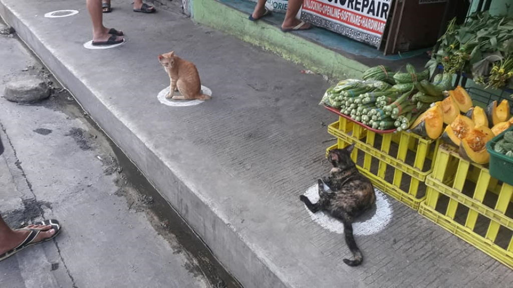 Viral: Οι γάτες στις Φιλιππίνες εφαρμόζουν τα μέτρα και… τηρούν τις αποστάσεις!
