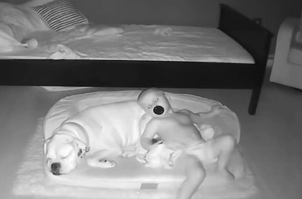 23 μηνών αγοράκι αποχωρίζεται κάθε βράδυ το κρεβάτι του για να κοιμηθεί αγκαλιά με τον σκύλο