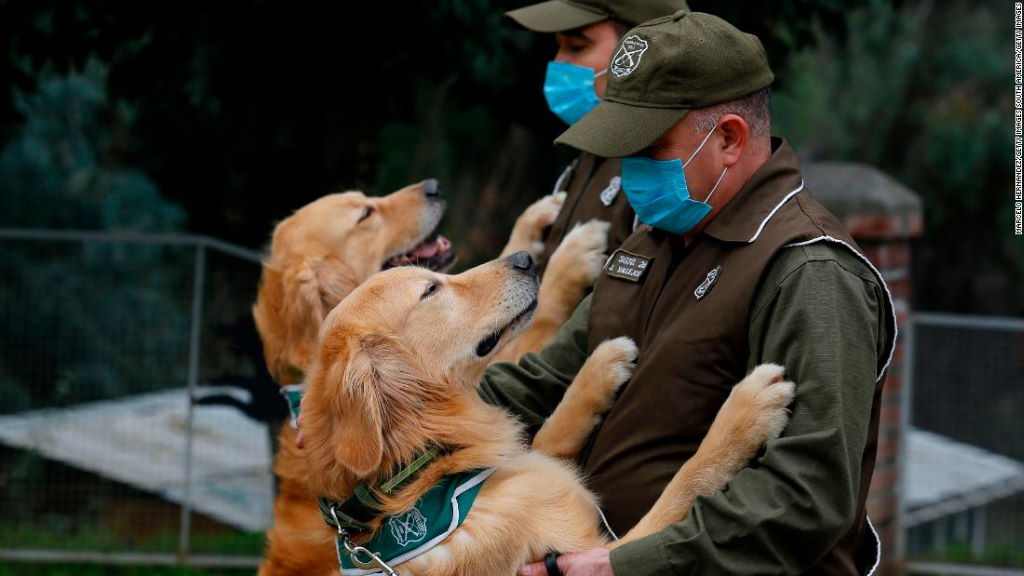 Χιλή: Εκπαιδεύουν σκύλους που θα οσμίζονται τον… κορονοϊό