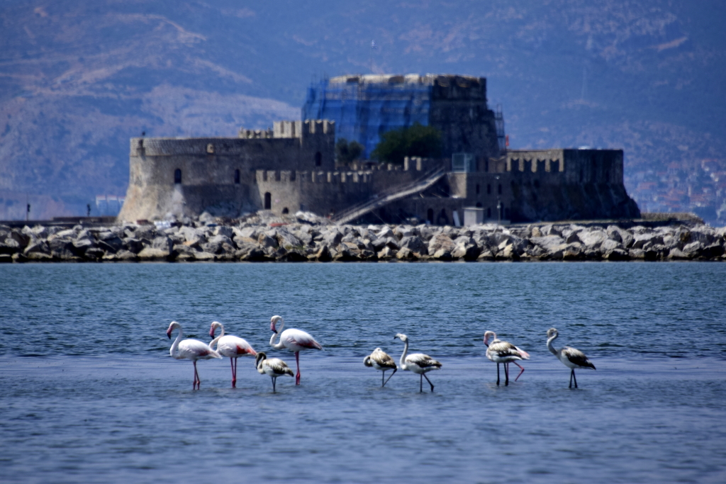 Φλαμίνγκο: Εσείς γνωρίζετε γιατί είναι ροζ;