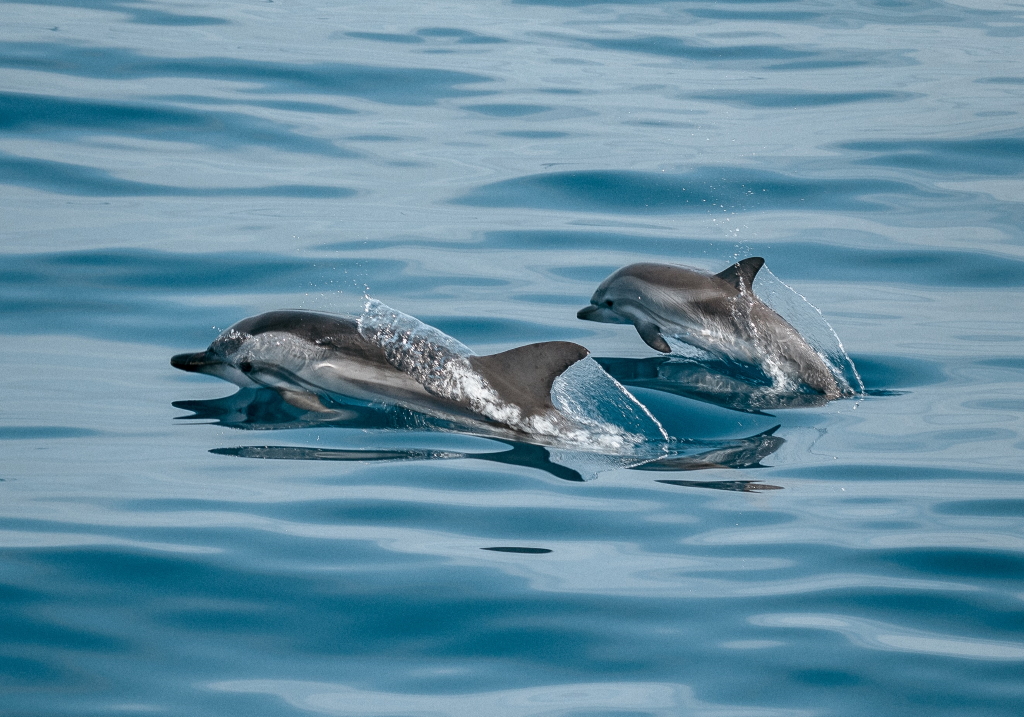 Καλιφόρνια: 300 δελφίνια πρόσφεραν μοναδικό θέαμα