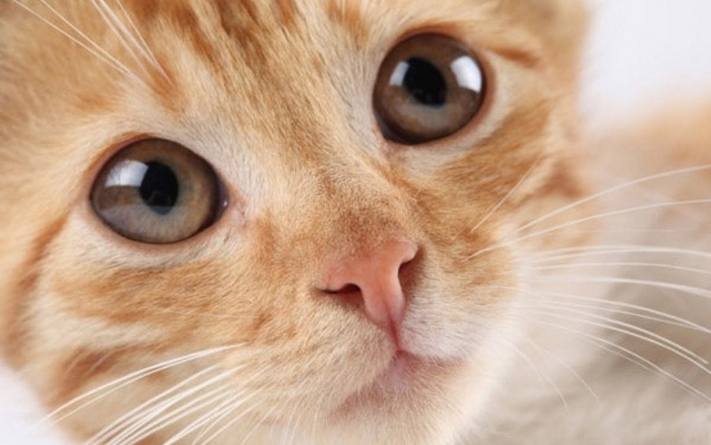 Δήμος Αθηναίων: Τοποθετεί «σπιτάκια» σε γειτονιές για τις αδέσποτες γάτες