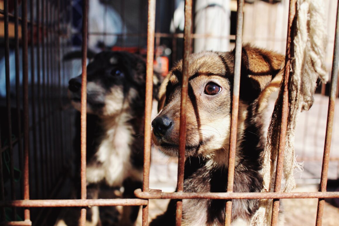 Κακοποίηση ζώων: Πώς τιμωρείται σε άλλες χώρες;