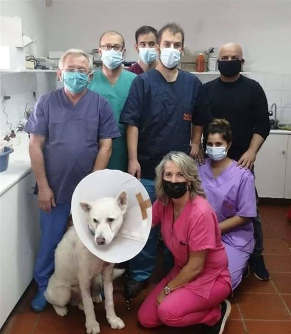 Σε τι κατάσταση είναι σήμερα ο σκύλος που μαχαιρώθηκε από καθηγητή στη Νίκαια;