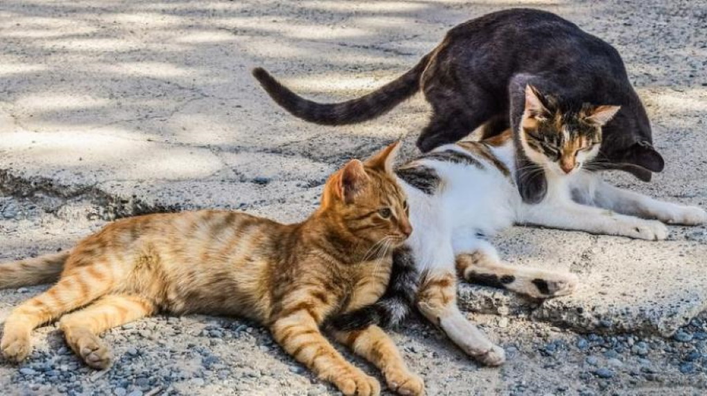 Κτηνωδία στη Θεσσαλονίκη: Έβαλαν φόλες και σκότωσαν τουλάχιστον 20 γάτες