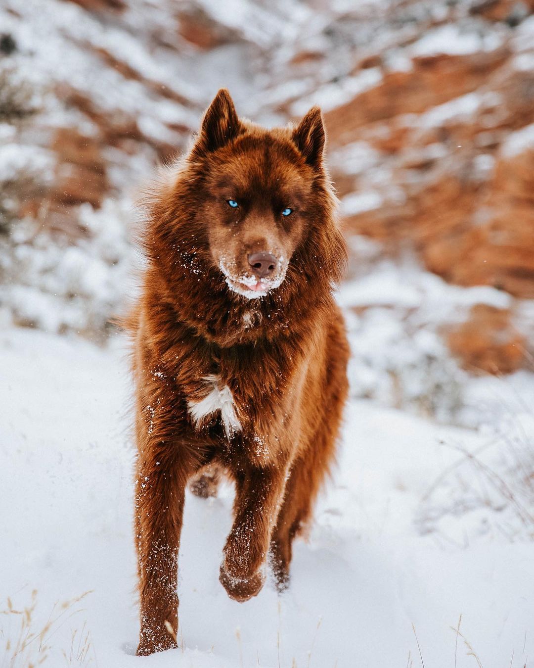 The Husky SeQuoi: Είναι αυτός ο ομορφότερος σκύλος του Instagram; Δείτε τις φωτογραφίες του