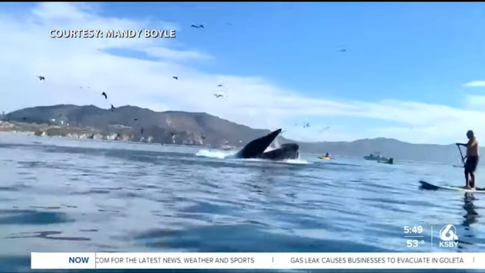 Απίστευτο! Τις κατάπιε για δευτερόλεπτα γιγάντια φάλαινα αλλά γλίτωσαν