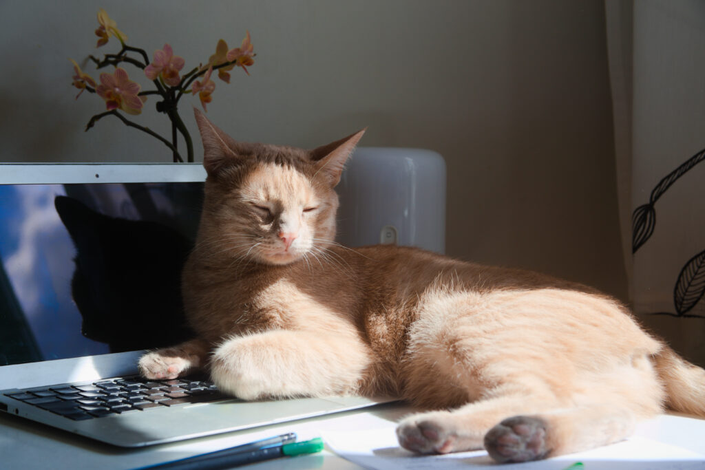 Γιατί οι γάτες αγαπούν τόσο το πληκτρολόγιό μας; Οι ερευνητές έχουν εξήγηση!