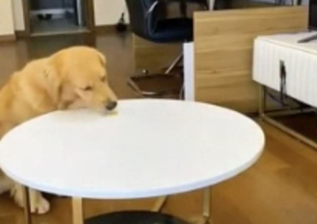 Viral: Πανέξυπνος σκύλος αντικαθιστά τη λιχουδιά του για να μην τον καταλάβουν