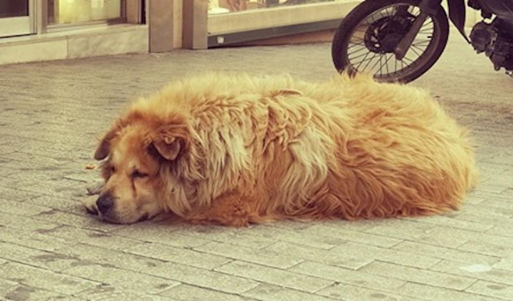 Οδηγός φορτηγού σκότωσε τον πιο «διάσημο» αδέσποτο σκύλο της Αθήνας