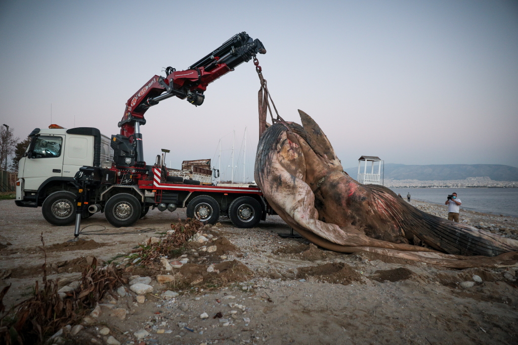 Απίστευτο θέαμα: Τεράστια νεκρή φάλαινα ξεβράστηκε στη Φρεαττύδα