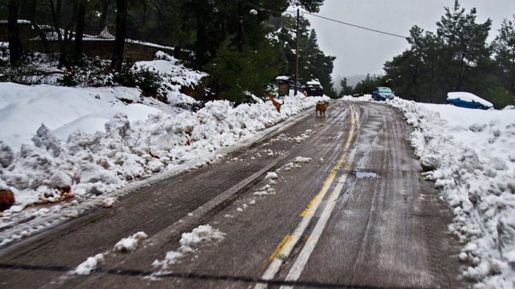 «Λέανδρος»: Κλειστά νηπιαγωγεία και δημοτικά σε δήμους λόγω παγετού